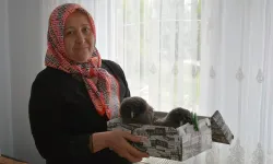 Balkonda Bulduğu Konuk Baykuş Yavrularını Meskeninde Besliyor