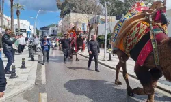 Bodrum’da Hafta Sonu Arenada Güreşecek Develer Meydana İndi