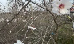 Erken Çiçek Açan Meyve Ağaçları Üreticiyi Endişelendiriyor