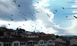 Güvercin Drona Çarptı