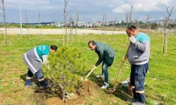 Karşıyaka’dan Getirilen 12 Yaşındaki Fıstık Çamı Aliağa’da Yaşayacak