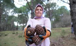 Kozalak Randımanı Yüzde 20’den Yüzde 60’a Çıktı