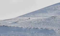 Nemrut’un Ayıları Bu Yıl Erken Uyandı