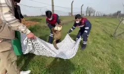 Pendik’te Yaralı Tilkinin İmdadına Belediye Grupları Yetişti