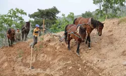 Aydın İnciri İçin Kuvvetli Mesai Başladı