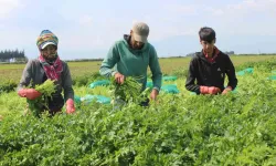 Azimle ve İtinayla Seçilen Maydanozda Kuvvetli Hasat