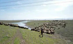 Muş Ovası Oğlak ve Kuzuların Sesiyle Şenlendi