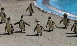 Bursa Hayvanat Bahçesi’nde Penguen Ailesine 2 Yeni Üye