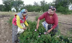 Isparta’yı Bu Yıl Gül Kokusu Erken Sardı