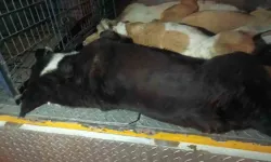 İzmir’de 10 Köpek Zehirlenerek Öldürüldü