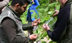 Karadeniz’de Kestanede Randımanını Düşüren Gal Arılarına Karşı Biyolojik Çaba Sürüyor