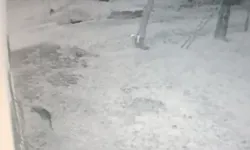 Köye İnen Kurt, İş Yeri Bahçesindeki Köstebeği Bu türlü Avladı
