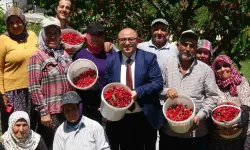 Mersin’de Turfanda Kiraz Hasadı Başladı