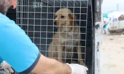 Vefatla Sonuçlanabilen Kuduzla İlgili Veterinerden Aşı Uyarısı