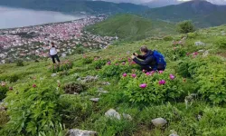 Yalnızca 20 Günlük Ömrü Olan Şakayıklar Çiçek Açtı