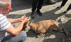 Yol Kenarında Buldukları Yaralı Dağ Keçisinin Başından Bir An Olsun Ayrılmadı