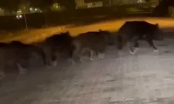 Zonguldak’ta Aç Kalan Domuz Sürüsü İlçe Merkezine İndi