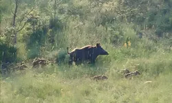 Çorum’da Domuz Sürüsü Böyle Görüntülendi!