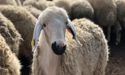 Çorum’daki İhtiyaç Sahiplerine Gidecek, Kurban Bağış Kampanyası Devam Ediyor