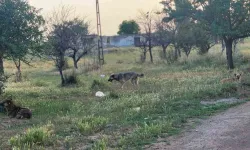 Akyurt’ta Başıboş Köpekler 4 Koyunu Telef Etti