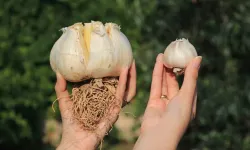 Bu Sarımsağı Gören Bir Daha Bakıyor