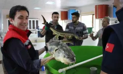 Havyarının Kilosu 2 Bin 500 Dolardan Satılıyor
