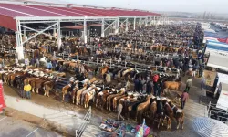 Alaca’da Hayvan Pazarları Bayrama Hazırlanıyor
