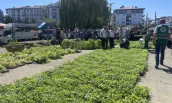 Rize’de Cet Tohumlarından Üretilen 40 Bin Zerzevat Fidanı Vatandaşlara Dağıtıldı