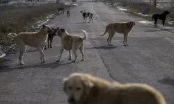 Afacan: Bilimsel ve Şefkatli Yaklaşım Şart