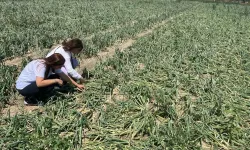 Sağanak ve Dolu 73 Köydeki Ekili Arazilere Zarar Verdi