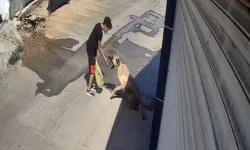 Beslediği Sokak Köpeği Küçük Çocuğa Saldırdı, Elini Güç Kurtardı