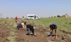 Depremzede Çiftçi 350 Dönümlük Toprağındaki Patatesi Hayrına Vatandaşlara Bıraktı