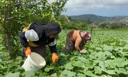 Kavurucu Sıcakta 700 TL Yevmiyeyle Yapılan Kuvvetli Hasatta Salatalık Tarladan 5 TL’den Alıcı Buluyor