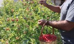 ’Olmaz’ Denileni Hobi Olarak Yaptı, Kayseri’deki Tek Ahududu Bahçesini Kurdu