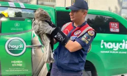 Bitkin Halde Bulunan Kartal Koruma Altında
