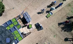 Adana’da Limonun Fiyatını Düşürecek Hasat Başladı