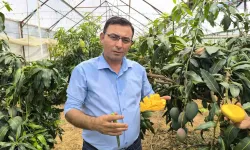 Alanya’da Mango Hasadı Başladı