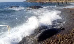 Bodrum’da Üzücü Anlar: 50 Metre Açıldı, Aykırı Dönüp Kıyıya Vurdu