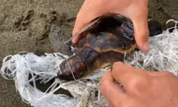 Cankurtaranlar Çuvala Dolanan Caretta Carettayı Kurtardı