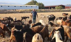 Çobanların Kavurucu Sıcakta Güçlü Mesaisi, Yüksek Maaş Talebi Çoban Bulmayı Zorluyor