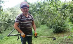 Giresun’da Fındık Üreticilerinin Yaklaşan Hasat Öncesi Bahçe Paklığı Mesaisi Başladı