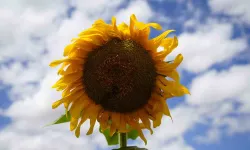 Gümüşhaneli Çiftçiler Birinci Sefer Ekimini Gerçekleştirdikleri Ayçiçeklerinden Umutlu