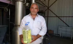 Lavantada Hasat Başladı: 60 Kilosundan 1 Kilo Çıkıyor, 600 TL’ye Satılıyor