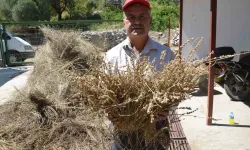 Torosların Şifa Dağıtan Adamı