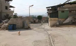 Yaşlı Bayanın Etrafını Saran Sokak Köpeklerinden Huzursuz Olduğu Anlar Kamerada