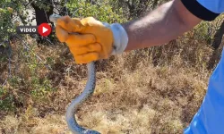 Tarihi Eserin İçinden Çıktı, Herkesi Şaşırttı