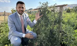 Yüksekova’da Yetiştirilen Siyah Domates Güney Amerika’yı Aratmıyor