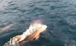 Yunuslar Dakikalarca Balıkçı Teknesiyle Yarıştı