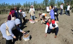 Dünyanın En Pahalı Bitkisi Çorum’da Üretilecek