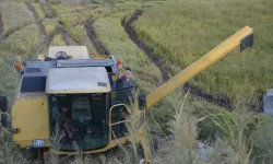 Üreticiler Hasat İçin Çeltik Tarlalarına Girdi